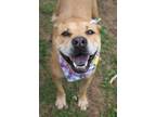 Adopt Addison a Mixed Breed