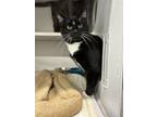 Adopt Mona * Bonded With Foxy Slippers * a Domestic Short Hair