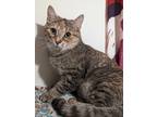 Adopt Mimsy a Torbie