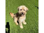 Adopt Luna a Wheaten Terrier, Golden Retriever