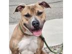 Adopt Peggy Sue a Pit Bull Terrier