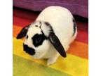 Adopt Poe a French Lop