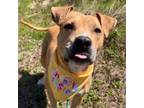 Adopt Marie a Pit Bull Terrier