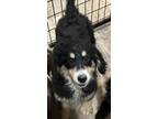 Adopt Cassie a Bernese Mountain Dog
