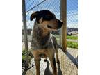 Adopt Berry a Mixed Breed