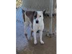 Adopt Artemis a Mixed Breed