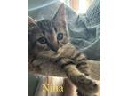 Adopt Nina a Domestic Short Hair