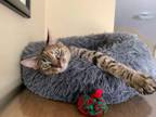 Adopt Linnea a Tabby