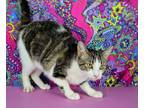 Adopt Lily Pad a Domestic Short Hair