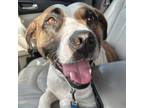 Adopt Nova a Boxer, Mixed Breed