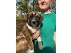 Adopt Bernie a Australian Shepherd, Labrador Retriever