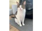 Adopt Molly a Domestic Short Hair