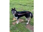 Adopt Calypso A047400 a Husky, Mixed Breed