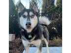 Adopt Audi a Siberian Husky