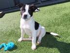 Adopt Bizzy a Border Collie