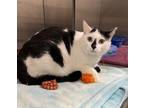 Adopt COOKIE a Domestic Short Hair