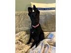 Adopt Swift a Labrador Retriever