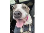 Adopt Molly a Mixed Breed