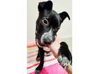 Adopt Coco a Border Collie, Australian Cattle Dog / Blue Heeler