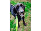 Adopt Freya a Poodle, Labrador Retriever