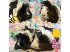 Adopt Spring & Summer a Peruvian