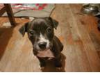 Adopt Clover a Mixed Breed