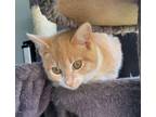 Adopt Bramble a Domestic Short Hair