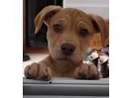 Adopt Ellie a Labrador Retriever, Terrier