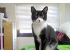 Adopt Mittens a Domestic Short Hair