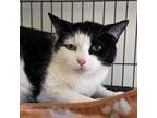 Adopt Rootie a Domestic Short Hair