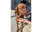 Adopt Gemma a Redbone Coonhound