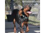 Adopt Sprite a Redbone Coonhound