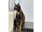 Adopt Tortellini (bonded with Penne) a Tortoiseshell