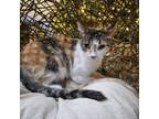 Adopt Callie a Domestic Short Hair