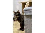 Adopt Lacey a Domestic Short Hair