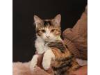 Adopt JULIET a American Shorthair