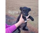 Adopt Rayna a Labrador Retriever, Jack Russell Terrier