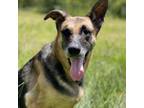 Adopt Big Girl a German Shepherd Dog