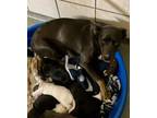 Adopt Chelsea and Pups a Staffordshire Bull Terrier