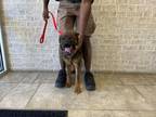 Adopt Doozie a German Shepherd Dog