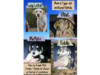Adopt Lucy locket a Labrador Retriever