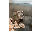 Adopt Charm a American Staffordshire Terrier, American Bully