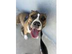 Adopt Frankie a American Staffordshire Terrier, Pit Bull Terrier