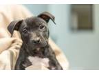 Adopt Ivy a Pit Bull Terrier