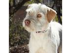 Adopt Luna a Wirehaired Terrier