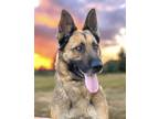 Adopt Daphne a German Shepherd Dog