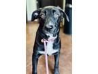 Adopt Fergie the Fierce a Black Labrador Retriever