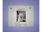 Adopt T553 a Great Pyrenees