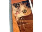 Adopt Callie a Calico