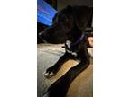 Adopt Betty a Labrador Retriever